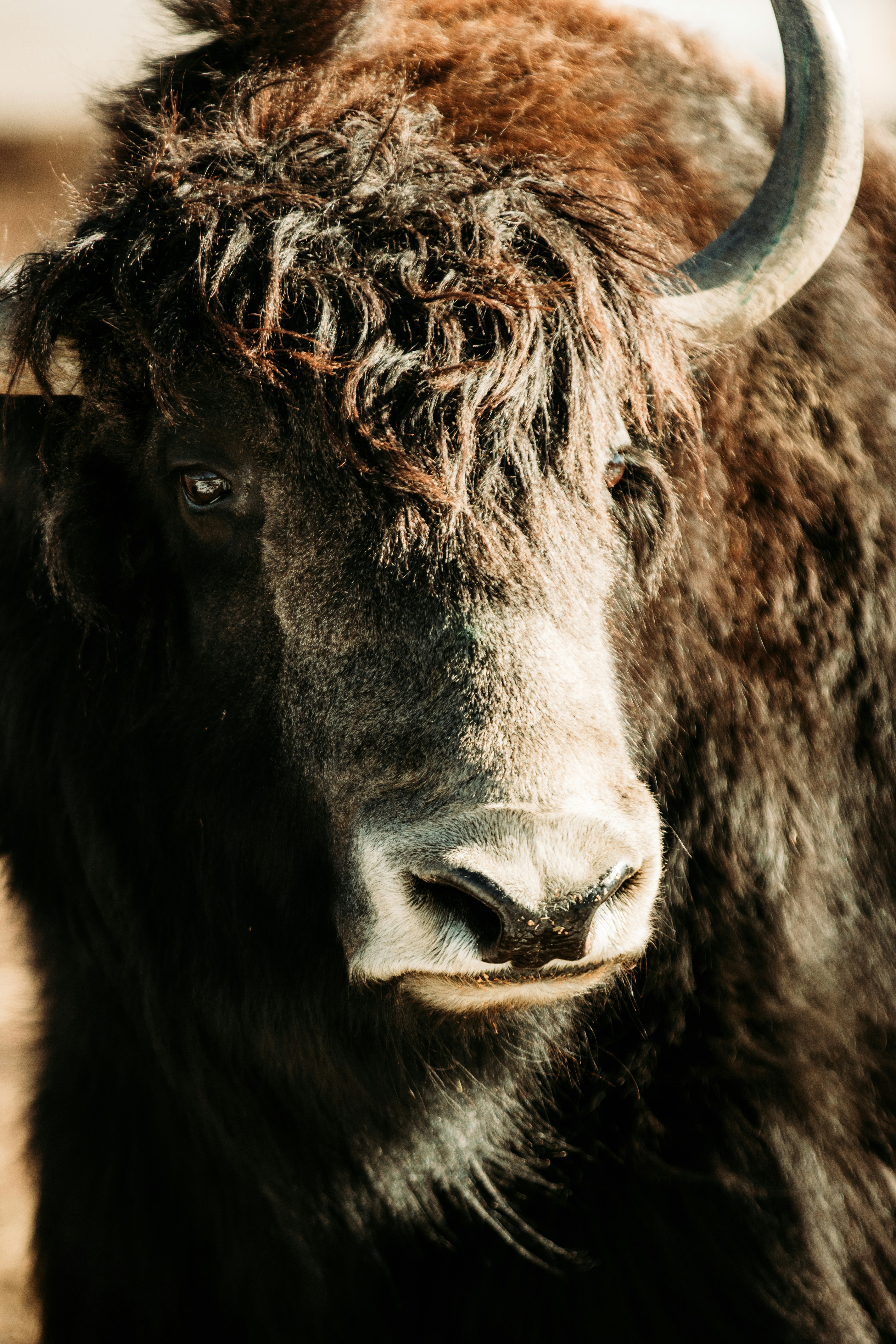 black and brown cow in close up photography